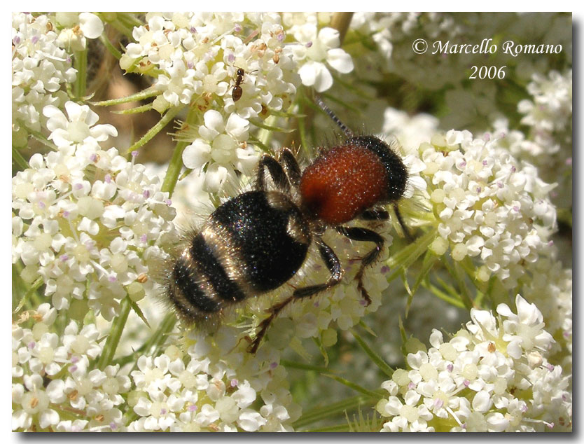 Tropidotilla litoralis.Lui e lei: cent''anni per ritrovarsi!